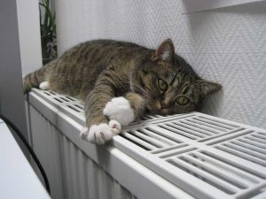 sync 21 KW01 cat 1154649 1920 klein Copyright Ulrike Goergl pixabay
