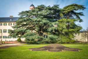 Bad Homburg Baum