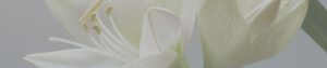 Header Lilien Erbschaft kleiner