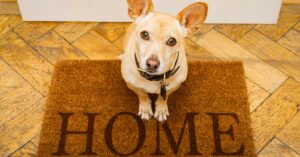 Ein Hund sitzt in einem Altbau vor der Wohnungstür auf einer Fußmatte auf der "Home" steht und begrüßt die neuen Wohnungseigentümer | Entwicklung Immobilienpreise